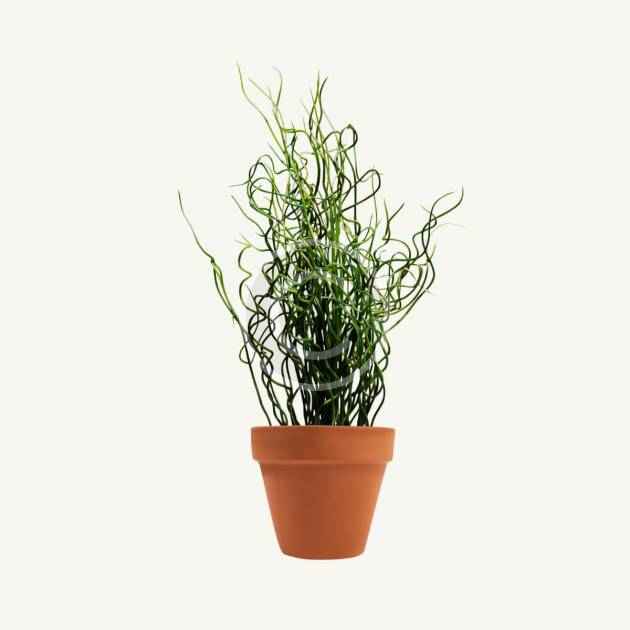 Asplenium nidus